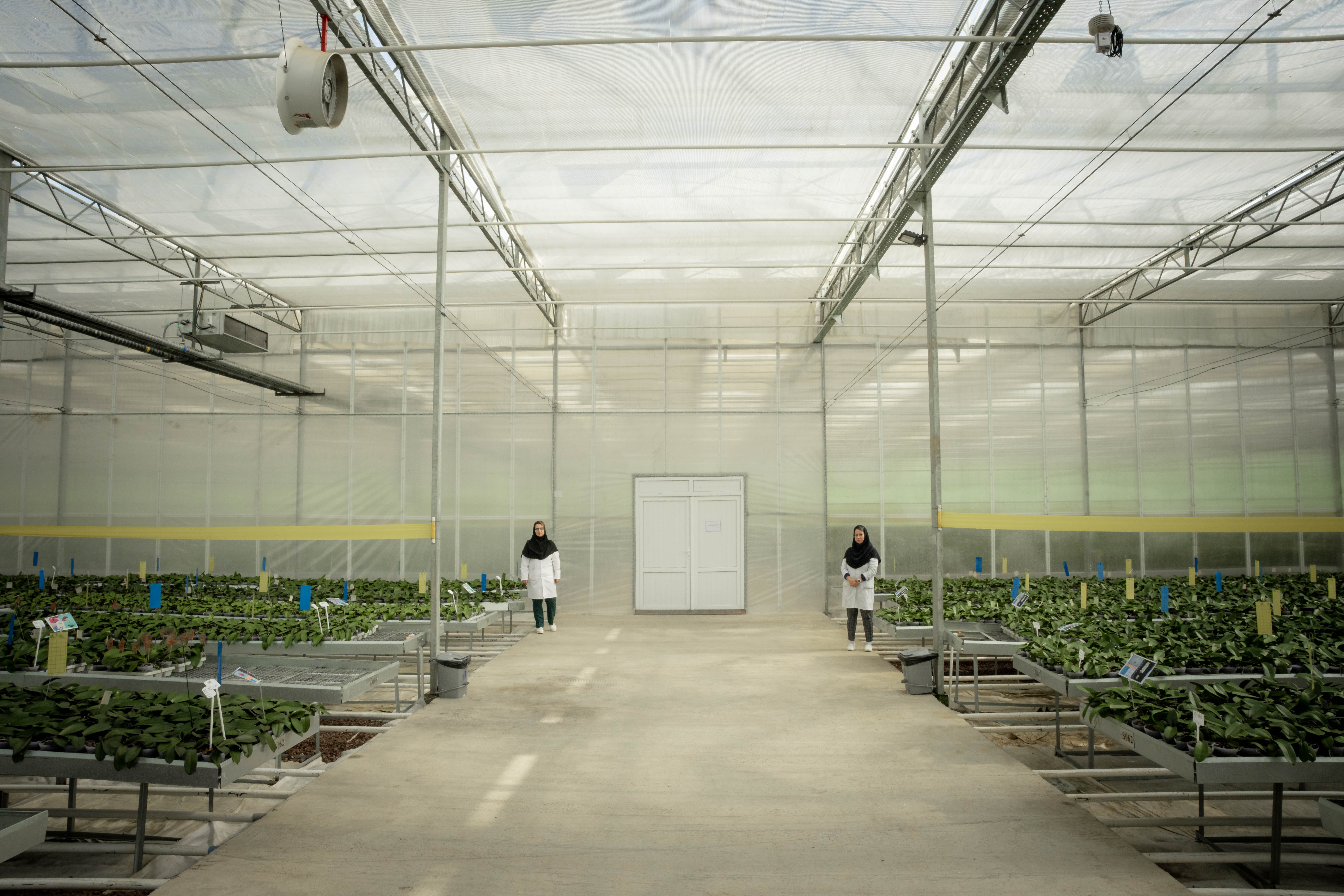 آنسیدیوم ارکیده زرد در گلدان 12 سانتی‌متری | گل‌های زرد درخشان، زیبایی ماندگار در خانه - Image 1