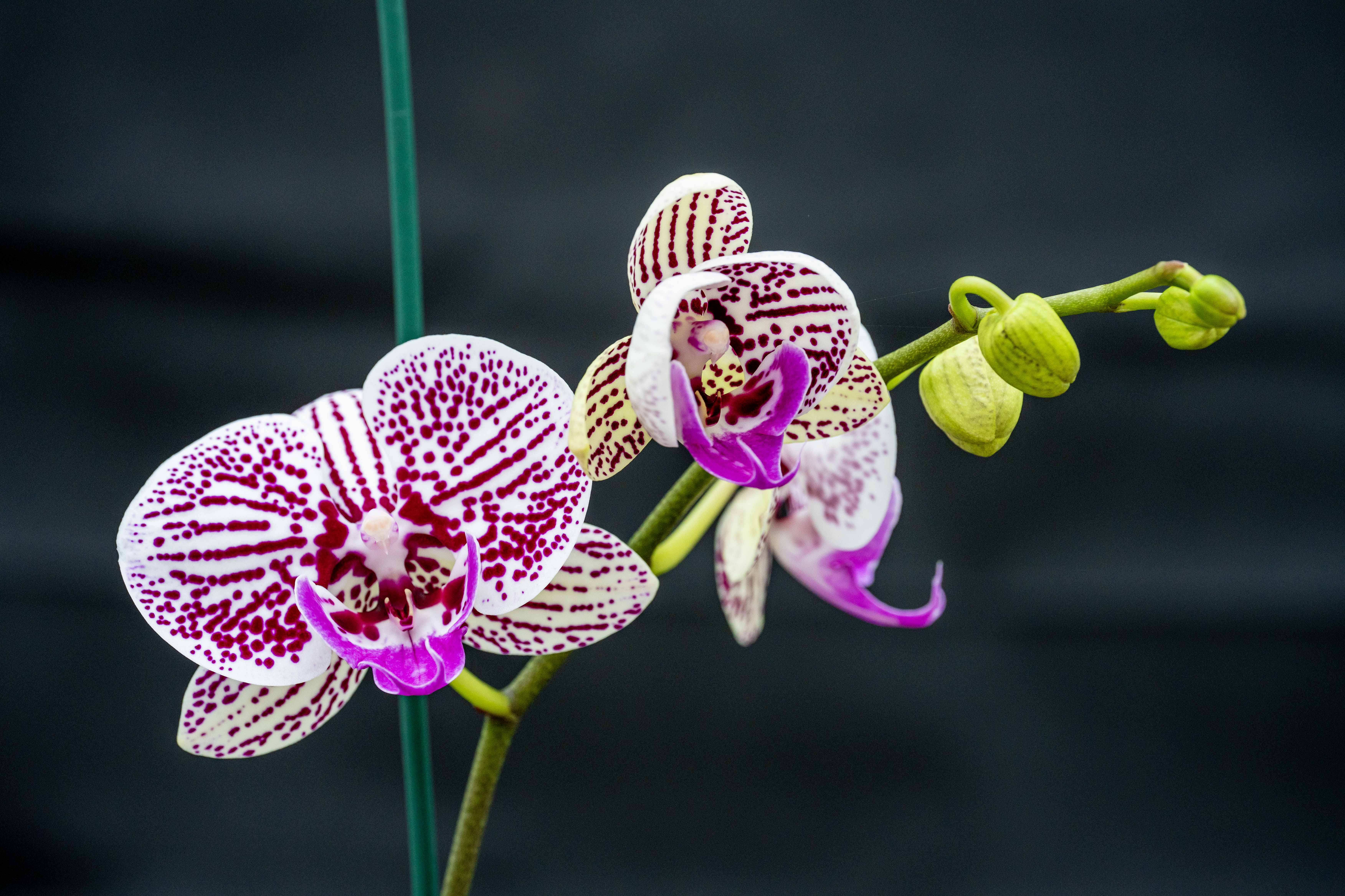 آنسیدیوم ارکیده زرد در گلدان 12 سانتی‌متری | گل‌های زرد درخشان، زیبایی ماندگار در خانه - Image 1