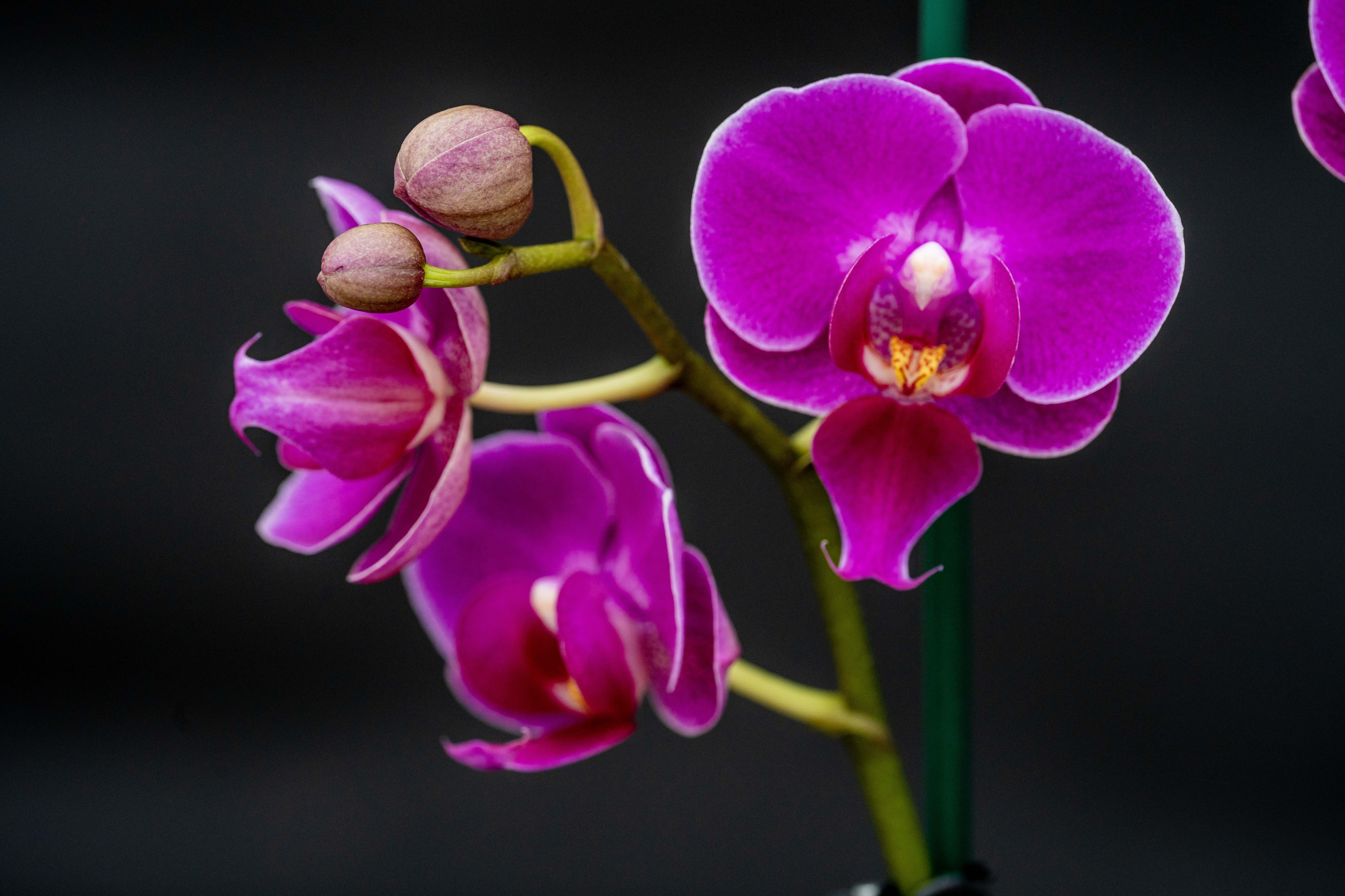 ارکیده فالانوپسیس بنفش در گلدان 12 سانتی‌متری | گل‌های بنفش ماندگار، نگهداری آسان - Image 1